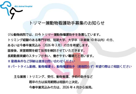 ジル動物病院では、只今トリマー兼動物看護助士を急募しています。
